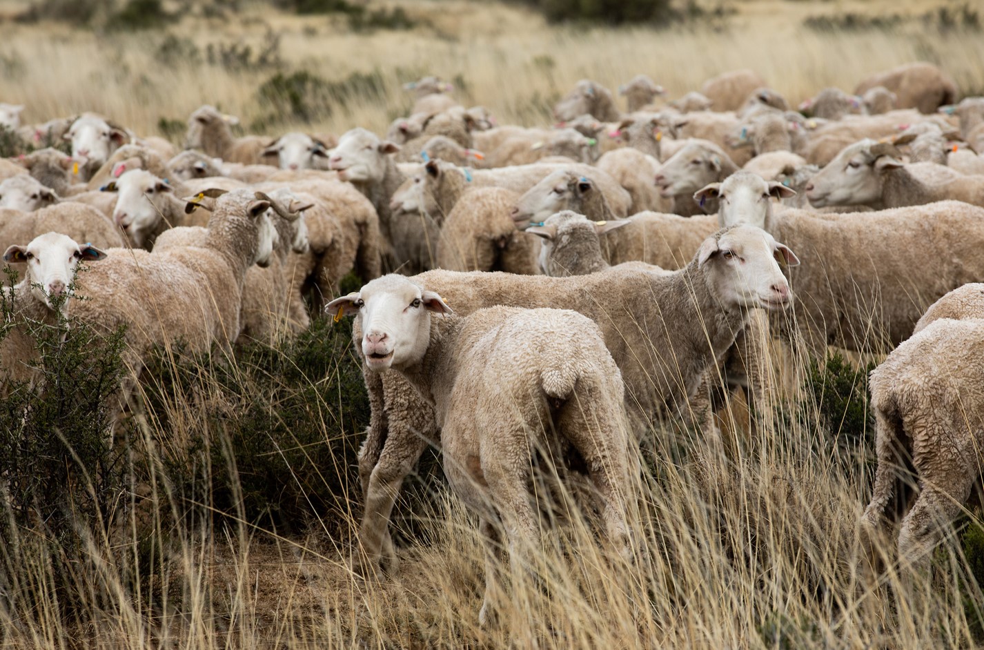 Cape Wools Sheep Close Up
