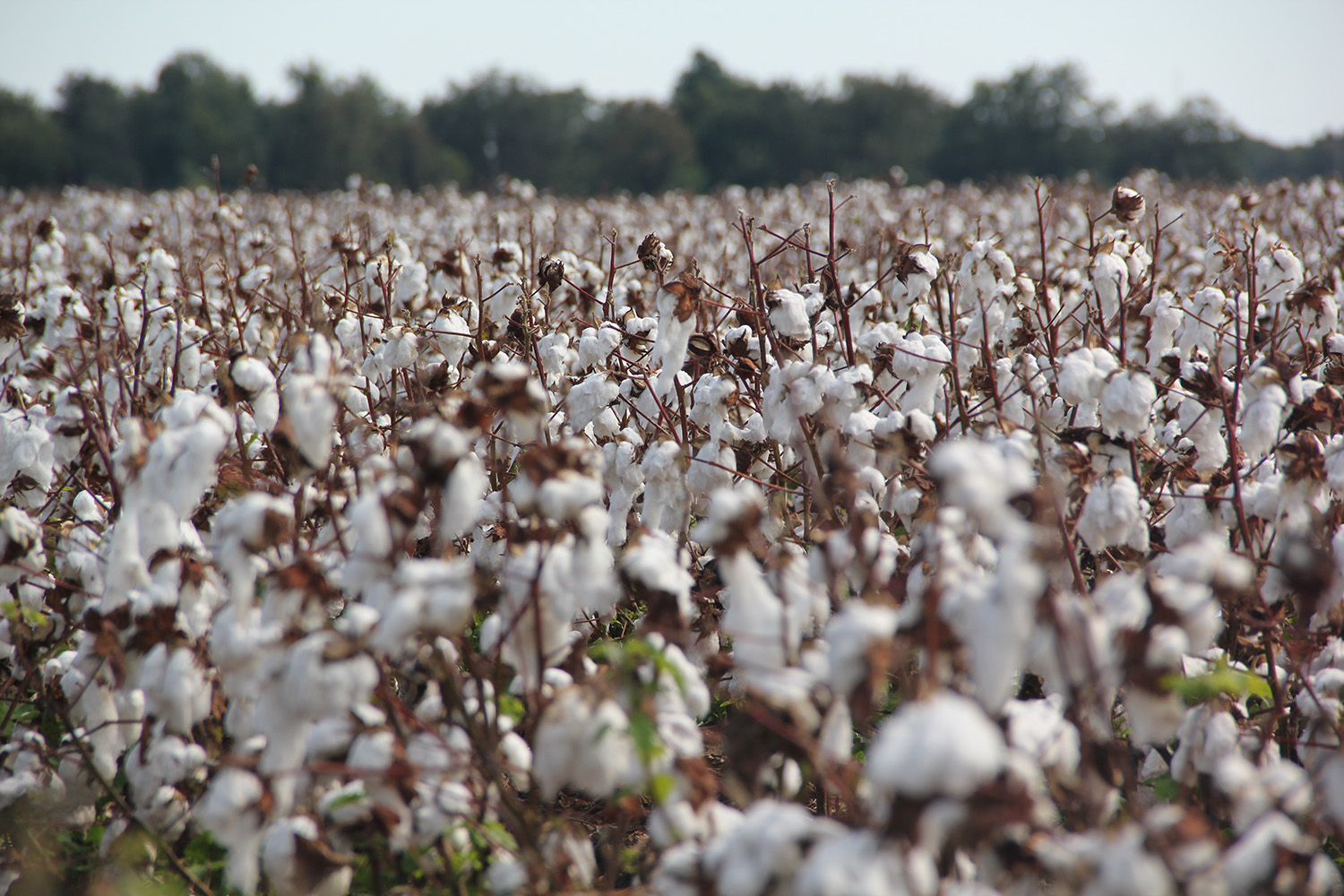Cotton Field Outside In USA