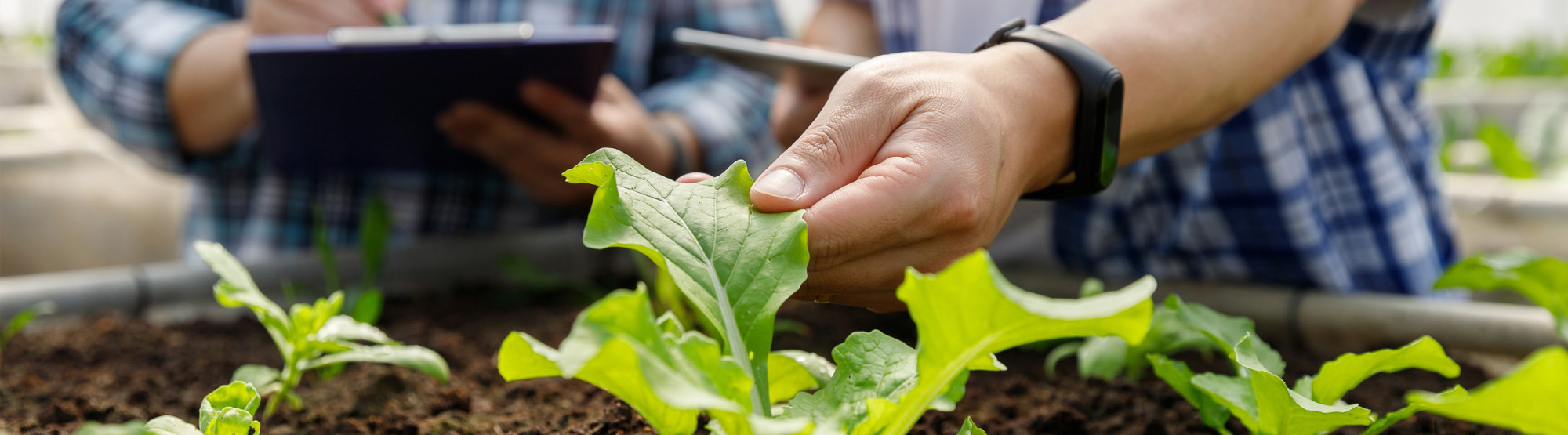 Two People Tending To Seedling 