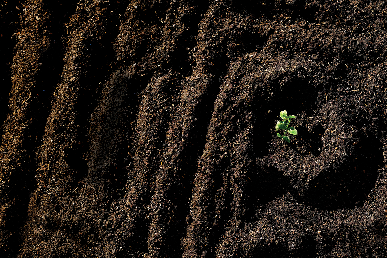 Green Seedling In Dark Dirt Growing