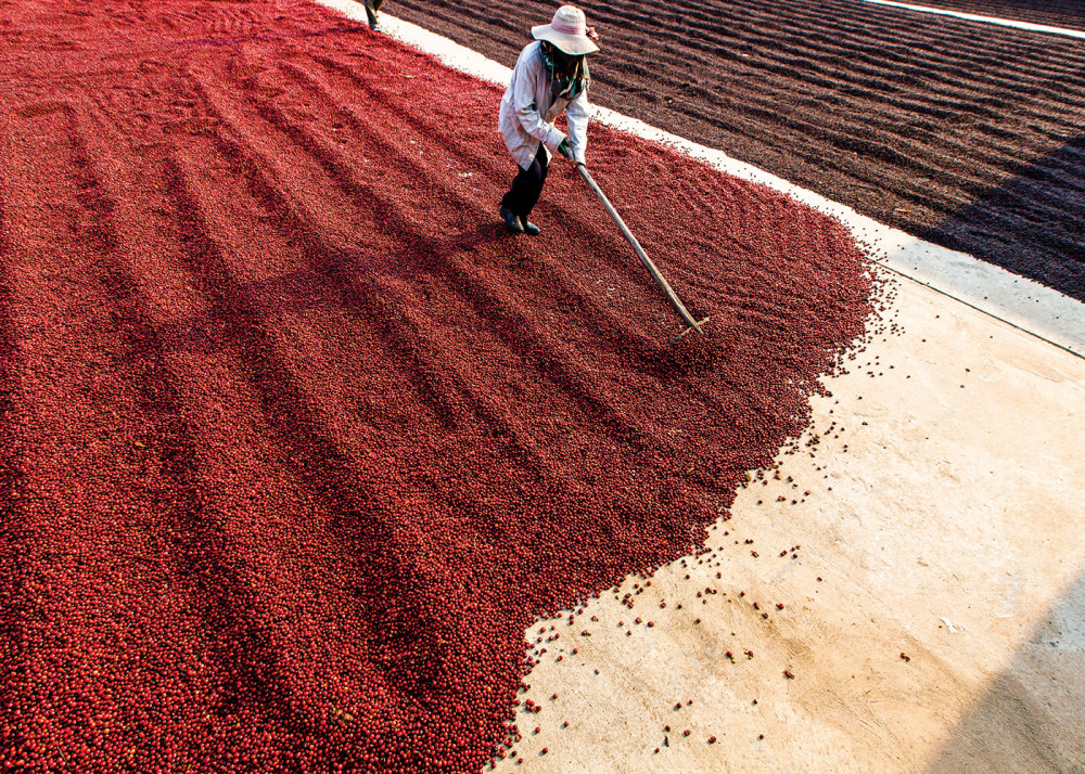 Coffee Beans Drying In The Sun At Plantation