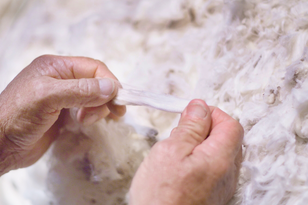Checking The Fibres Of Sheep Wool