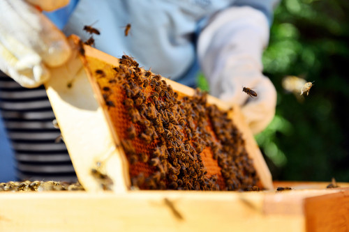 Bee Keeper Inspects Honey Cells With Bees