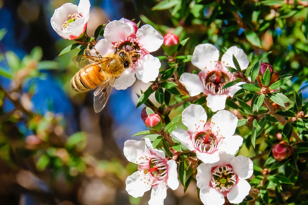 Bee On A Manuka Honey Flower Outside