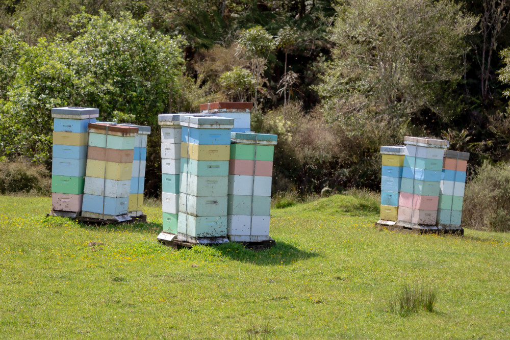 Manuka Honey Behives Outside 2