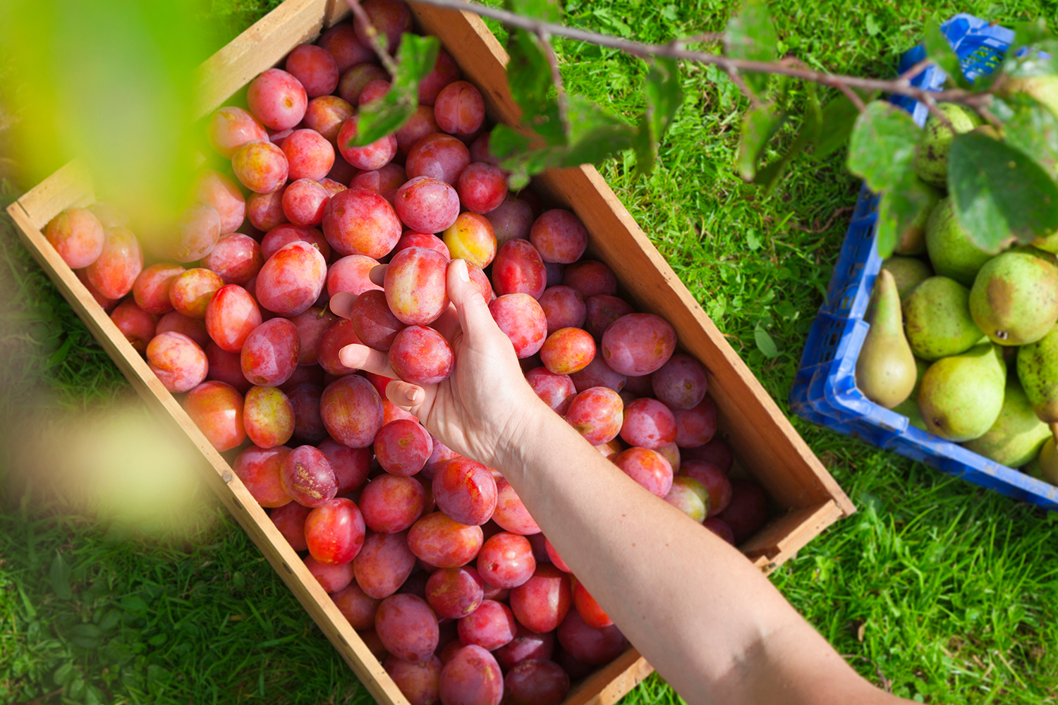 Fruit Boxes At An Orchard In Wooden Crate