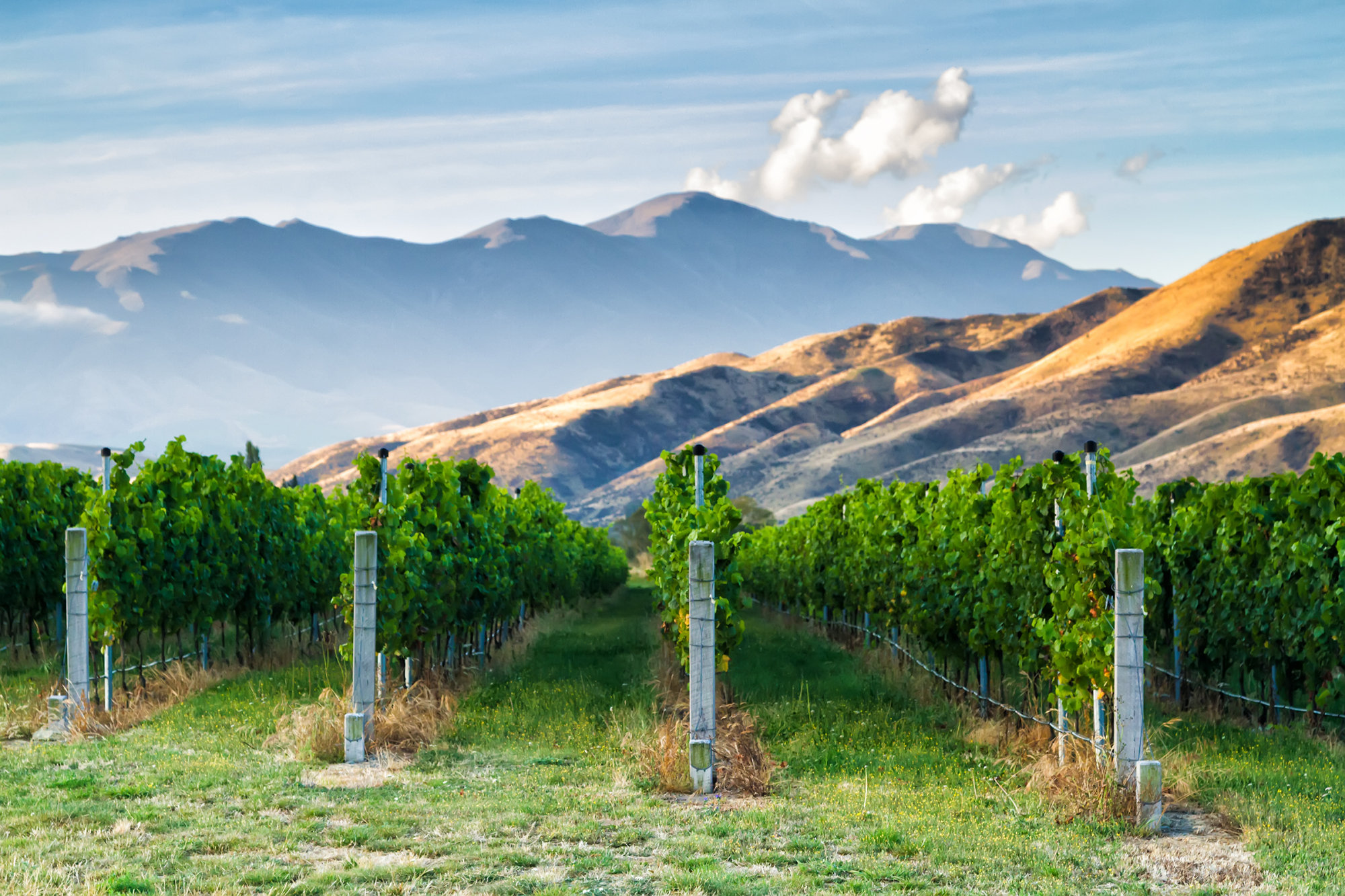 Horticulture New Zealand Grape Vines