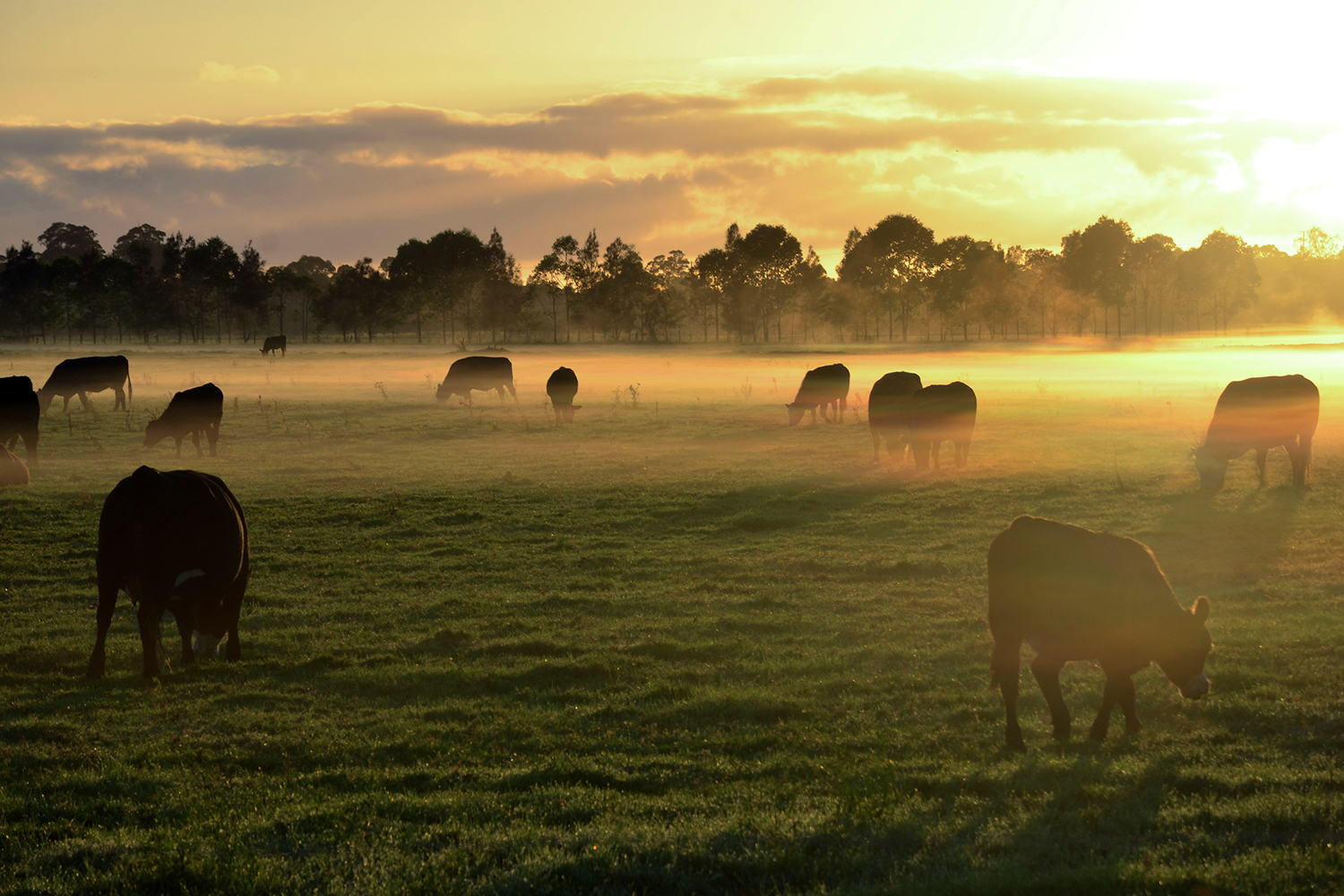 Herd Of Cows Grazing In Paddock