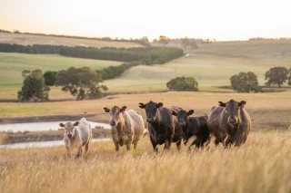 red meat cattle header