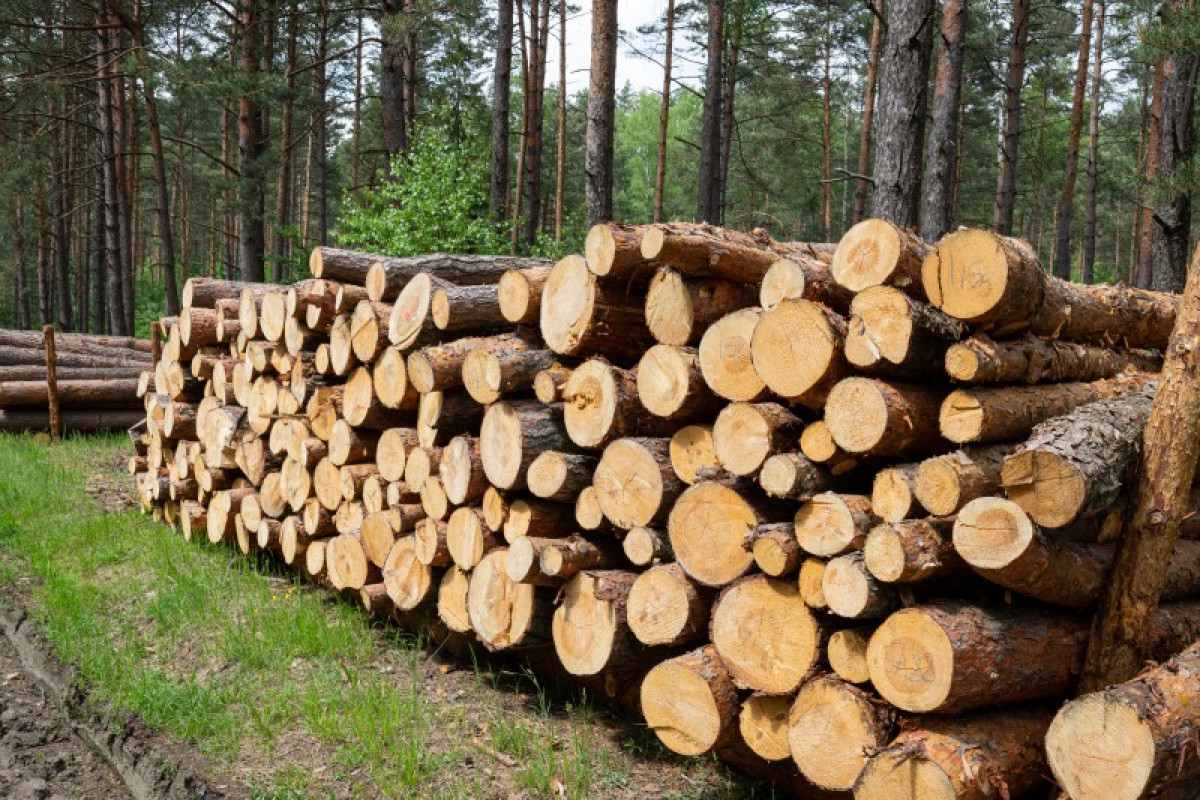 timber govt contract news