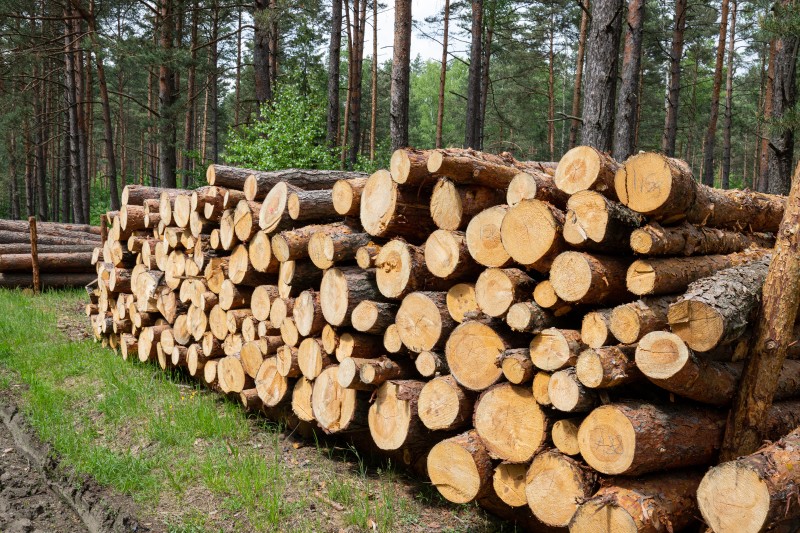 timber govt contract news