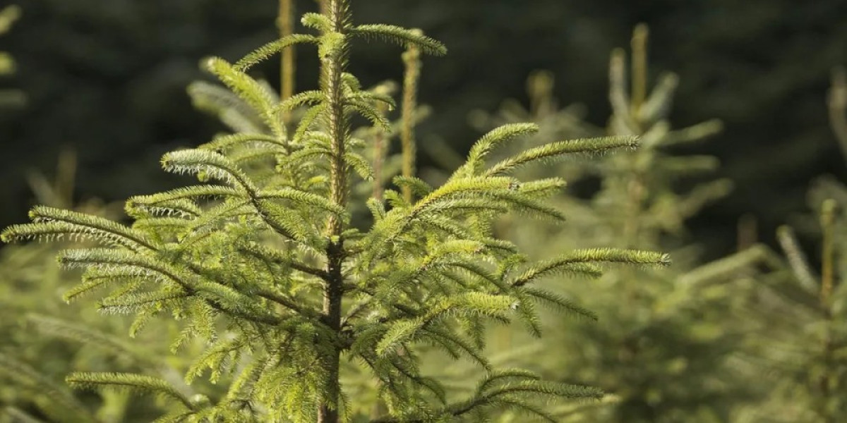 world forest id news header
