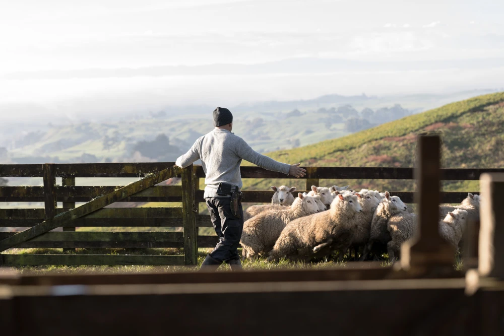 Man Herding Sheep On Farm
