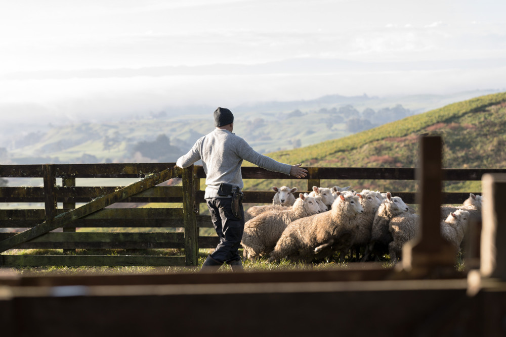 Man Herding Sheep On Farm