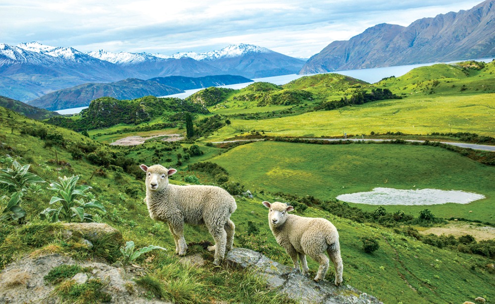 Sheep On Grassy Hills In New Zealand