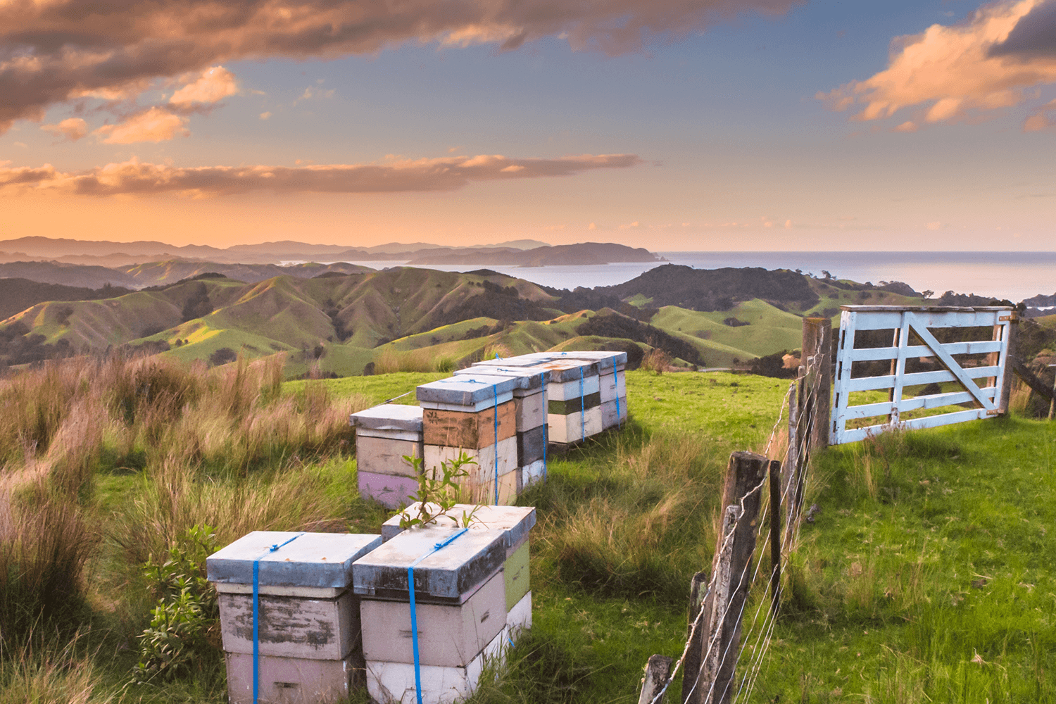 Bee Hives In New Zealand Sunset