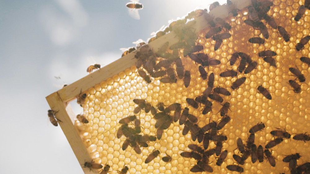 Bees on a hive