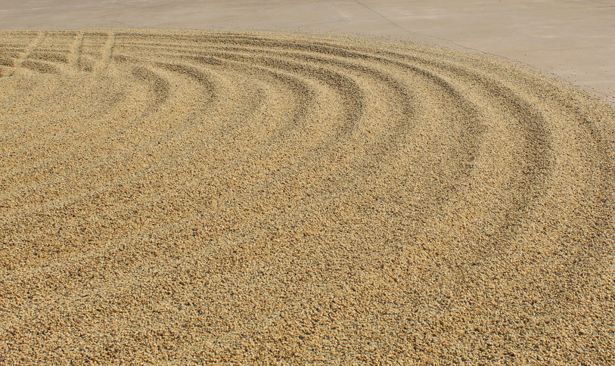 Brazilian Coffee Beans