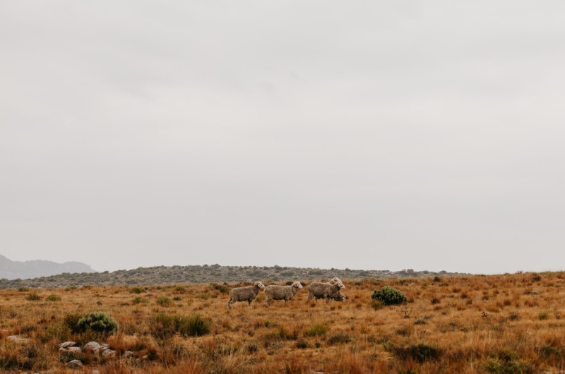 Cape Wools Sheep Landscape