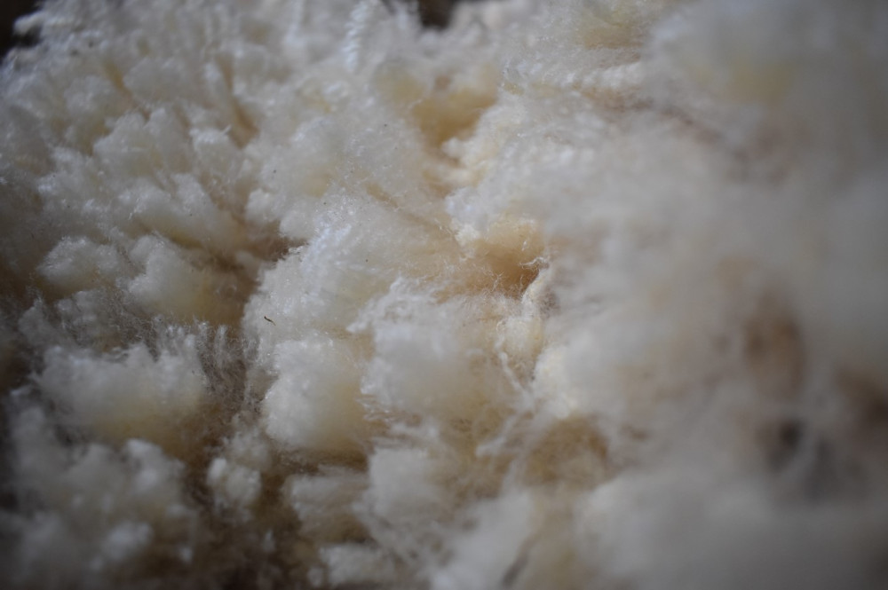 Cape Wools Sheep Wool Close Up