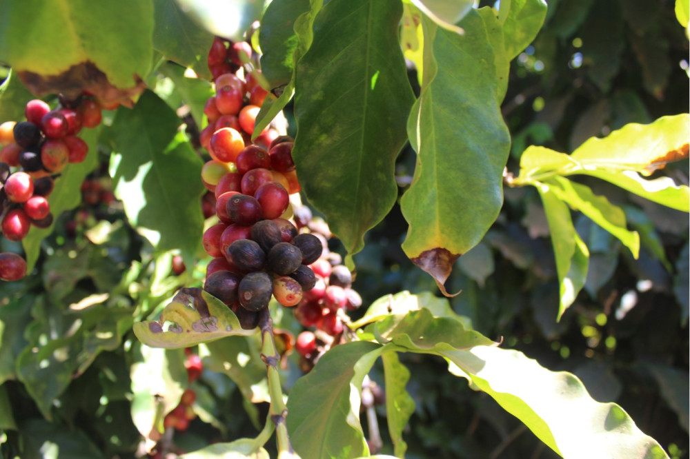 Cerrado Coffee Plant