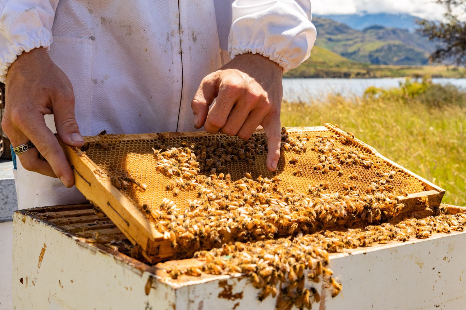 Person holding honey comb