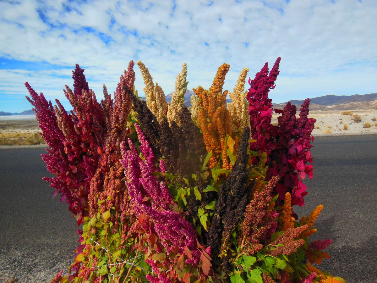 Quinoa