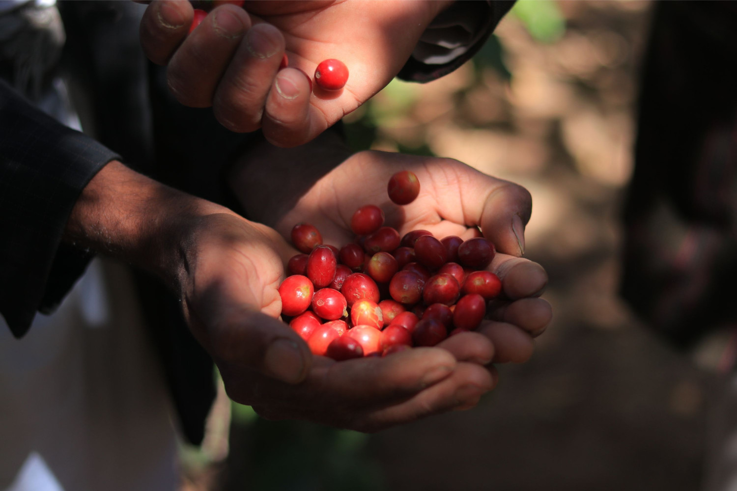 Sheba Coffee Background