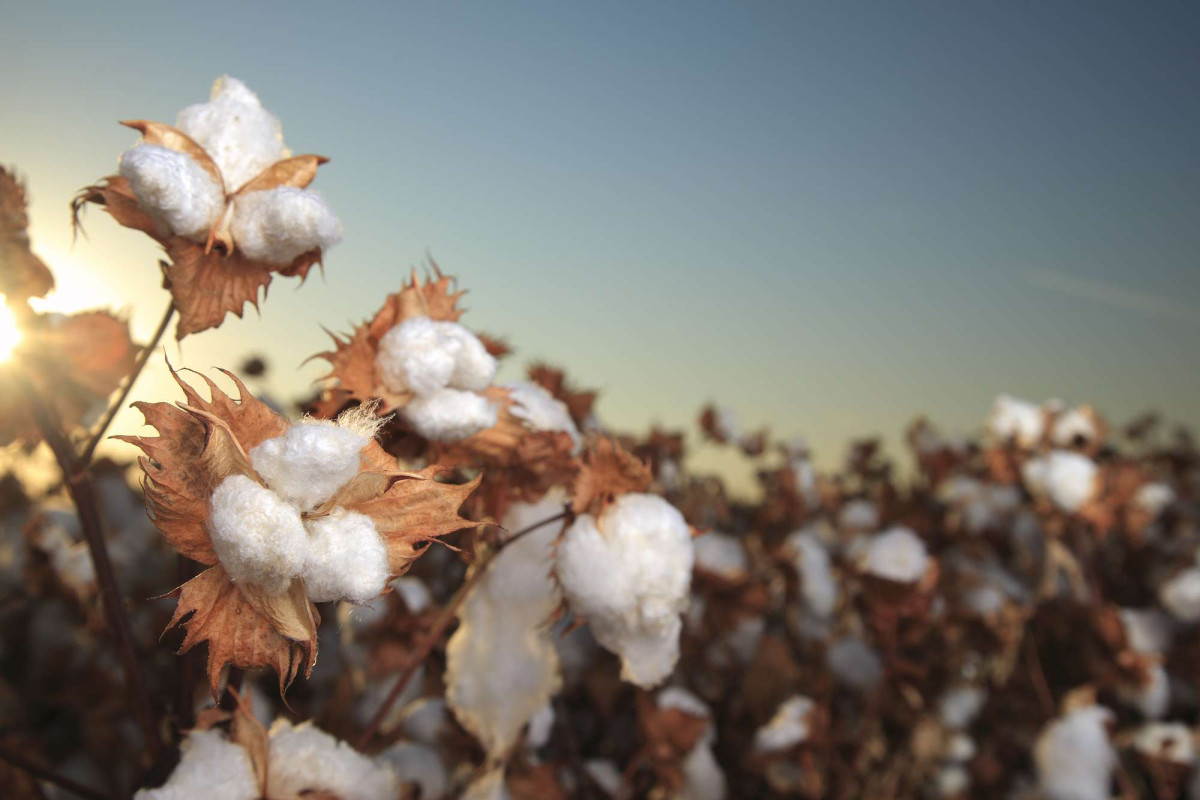 cotton plant