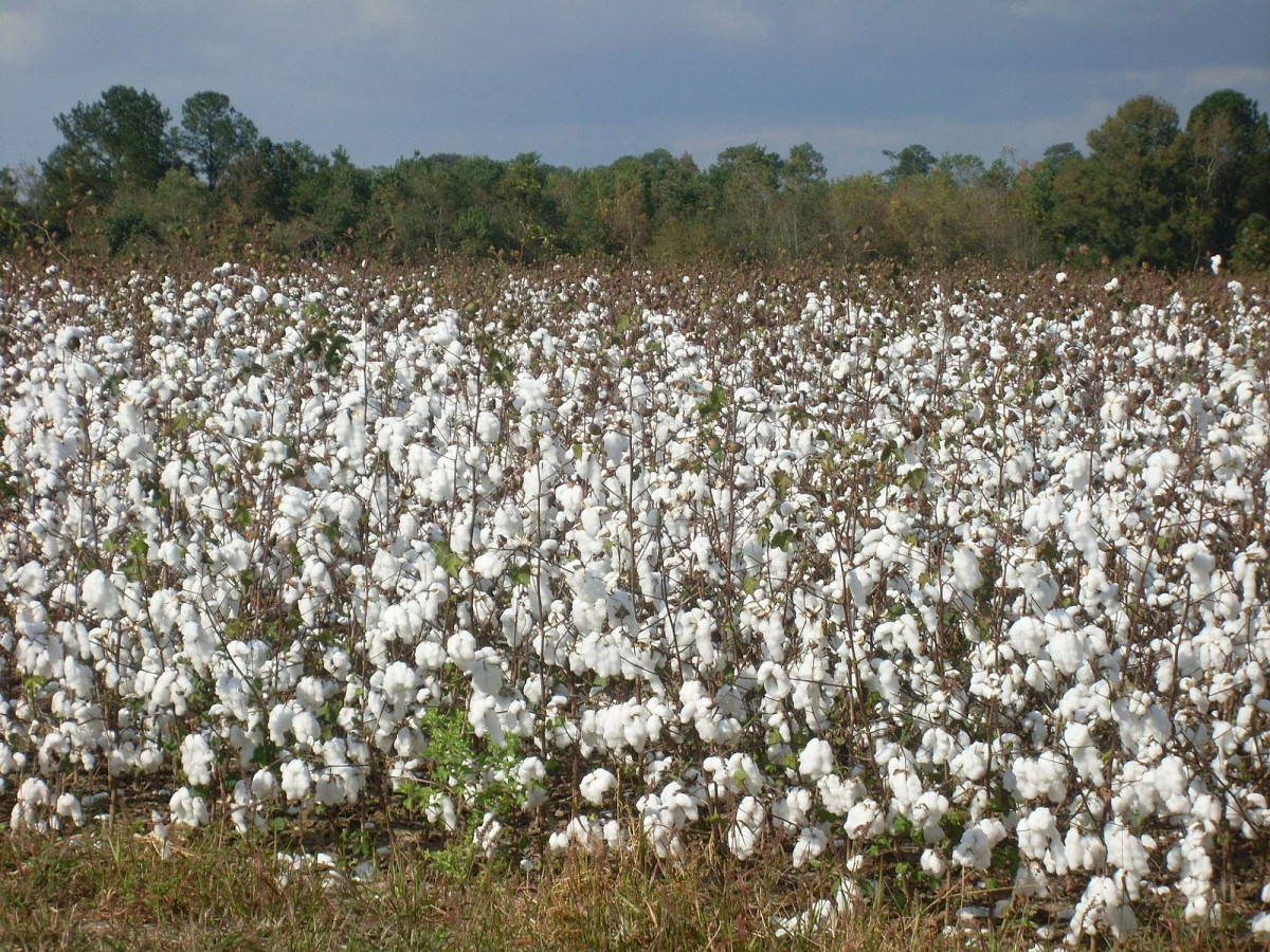 cottonfield