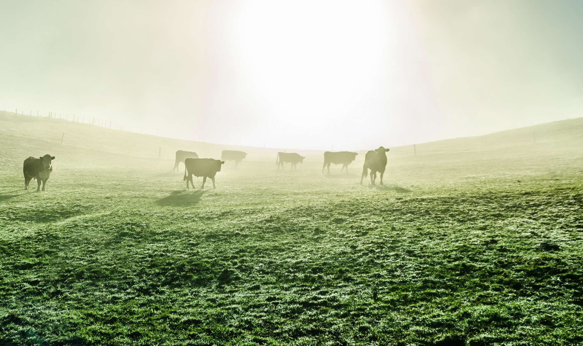 cows sunshine