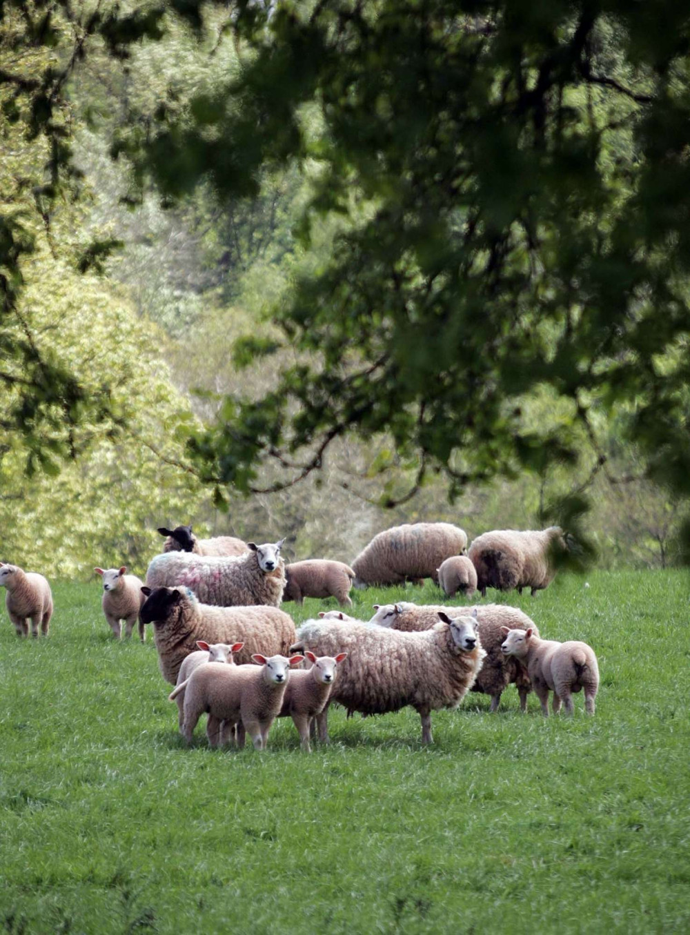 sheep and lambs