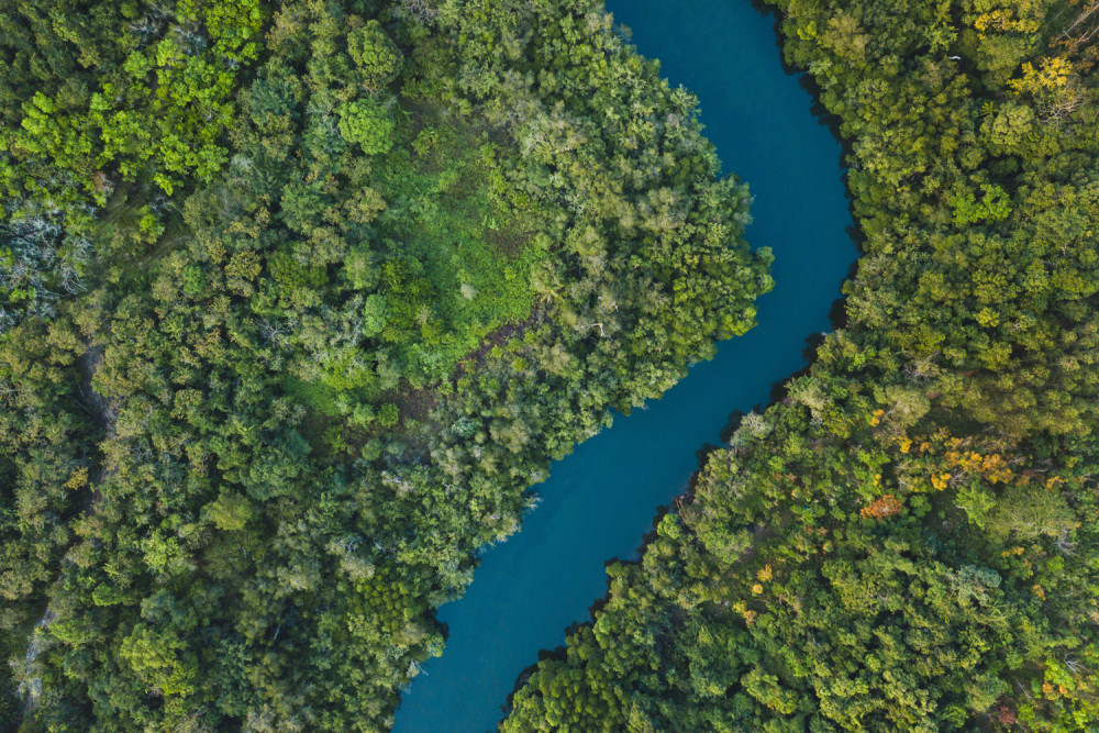 Jungle Forest Ariel Landscape