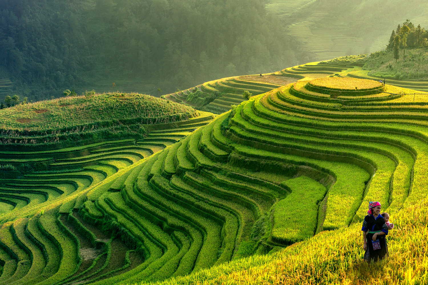 Rice Field In Vietnam Grassy Fields