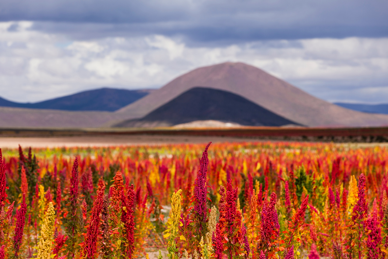 Quinoa Fields Ready For Harvest On tHE Bolivian Altiplano