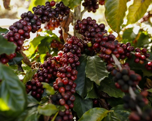 cerrado coffee fruit