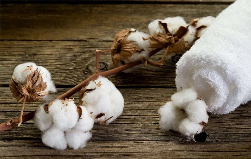 Cotton Plant On Wooden Table