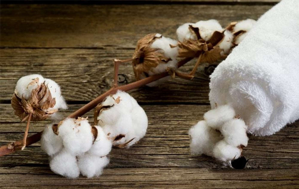 Cotton Plant On Wooden Table