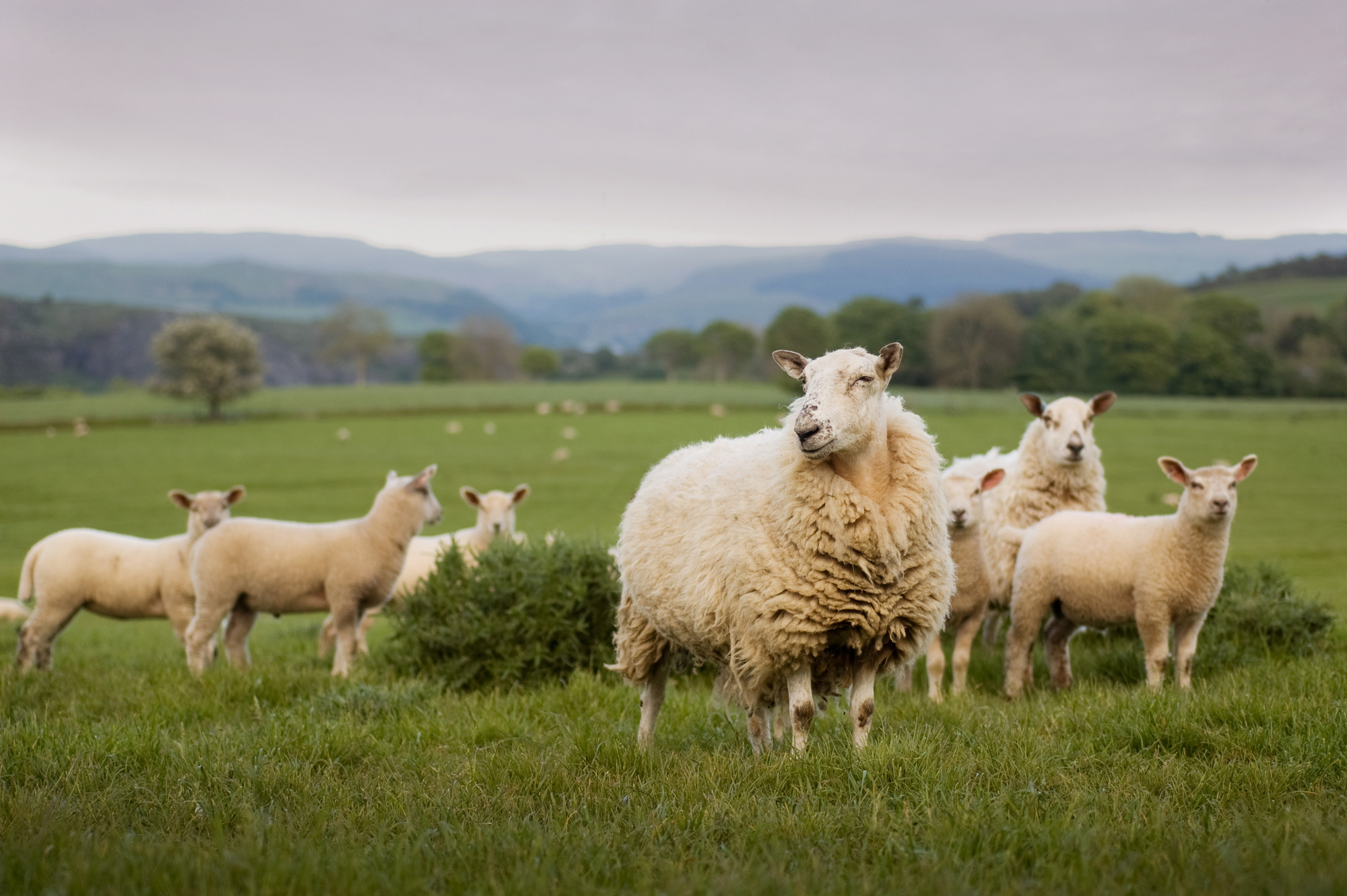 Lamb In Walsh Outside In A Grassy Field