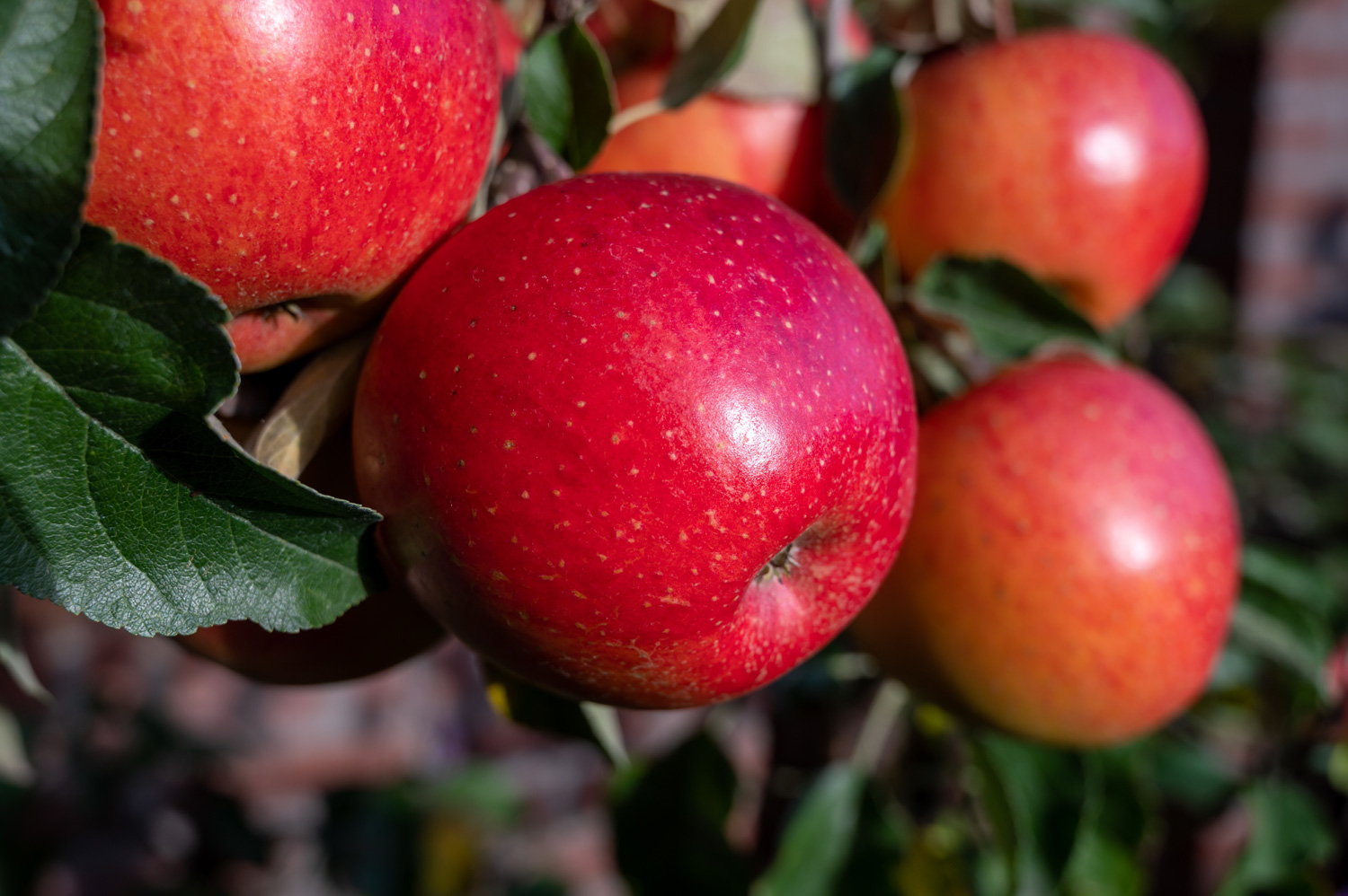 Red Apples On Tree In Fruit Orchard