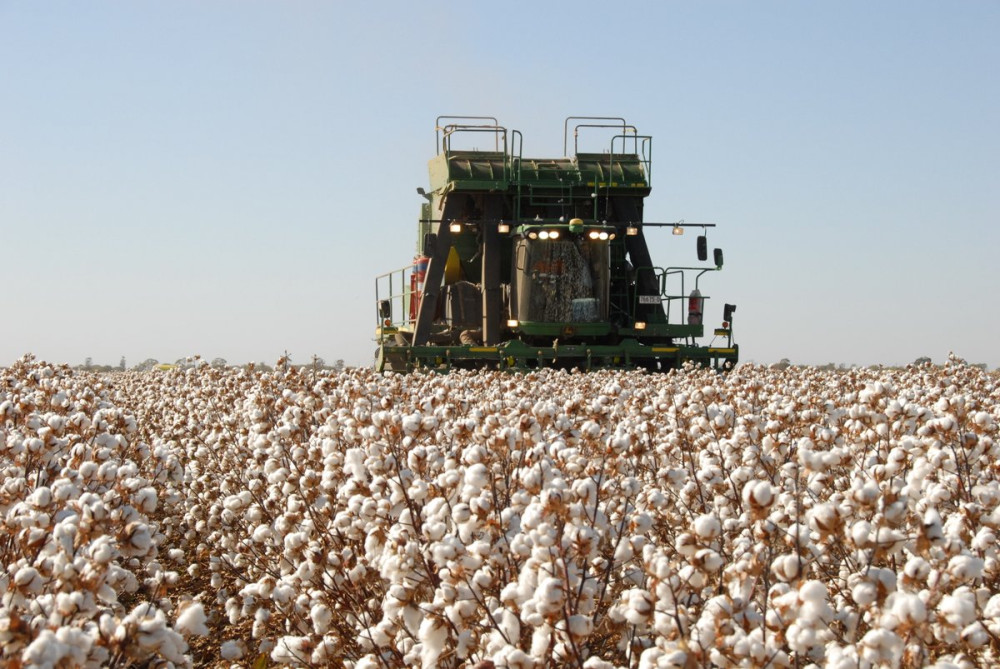 Machine on cotton field