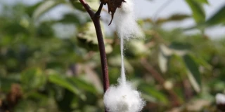 modern nile cotton header