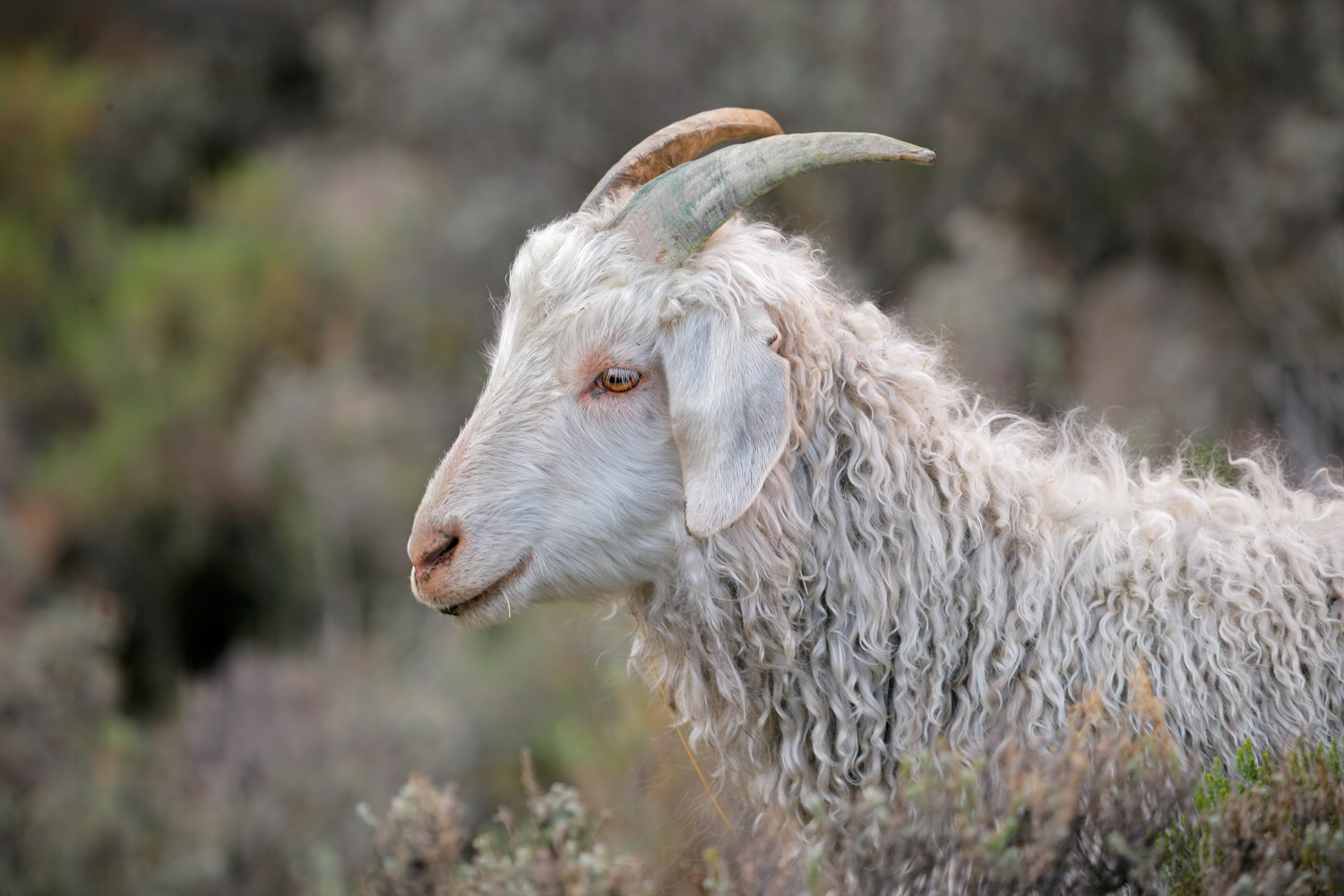 Angora Goat Outside Mohair