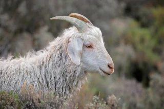 Angora Goat Outside Mohair rev