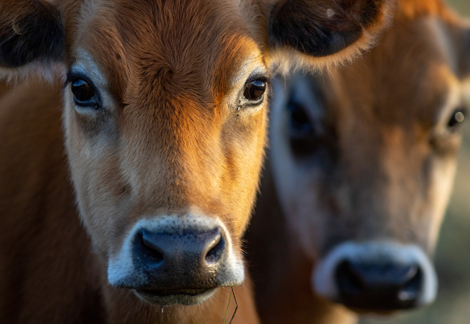 Close Up Of A Brown cOW