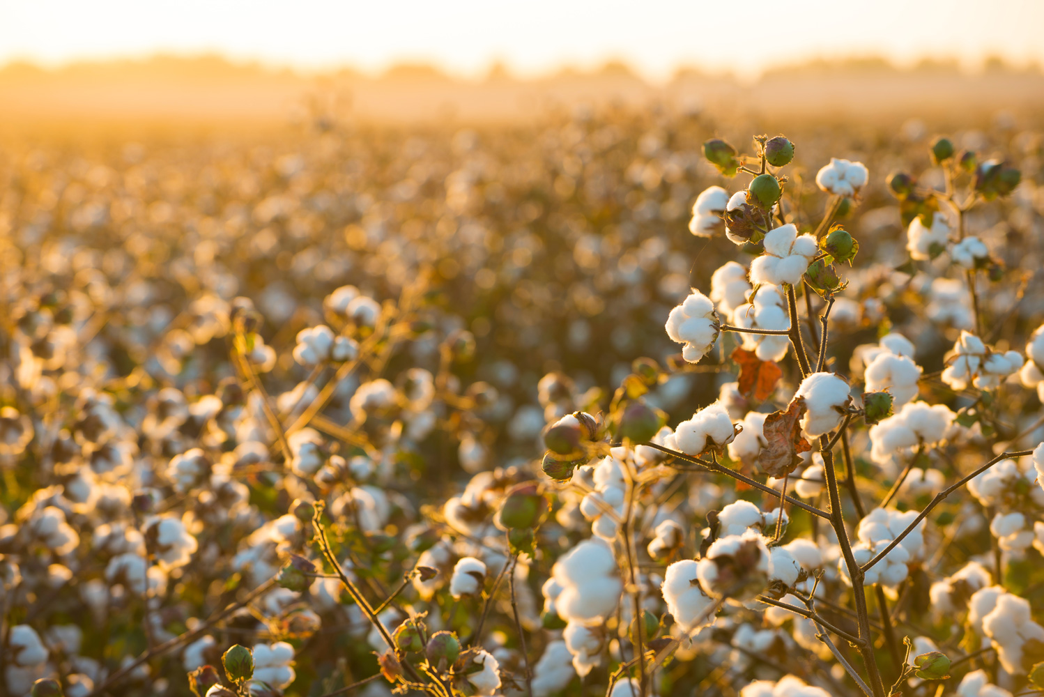 Cotton Field Ready For Harvest Golden Sunset