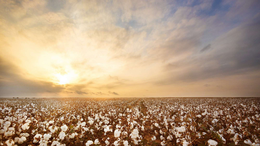 Cotton Farm Sunset