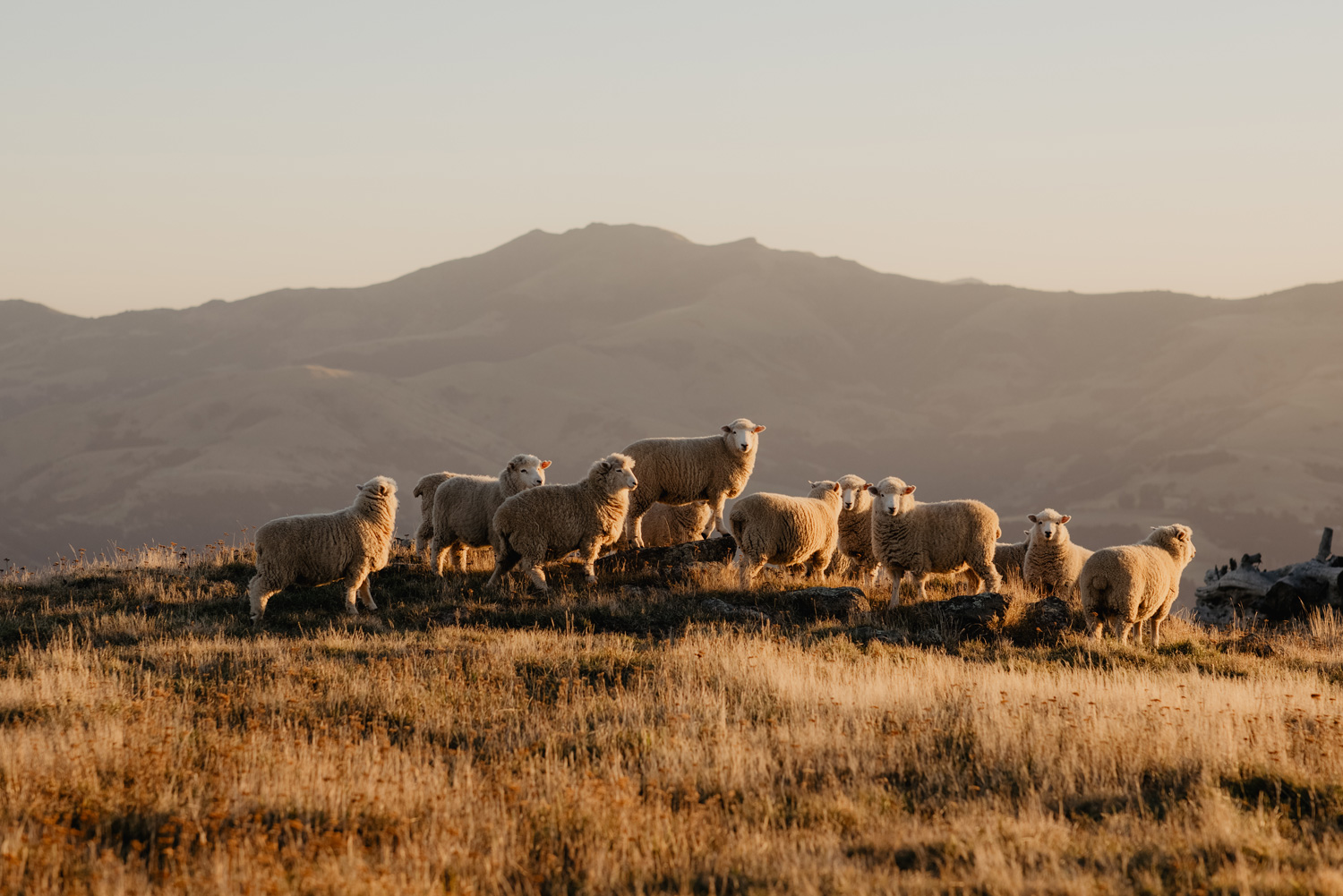 Sheep In New Zealand Standing On Hill