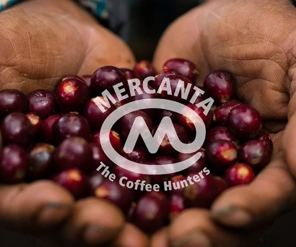 mercanta coffee beans hands